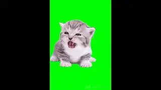 Green Screen Cat | No Copyright | Green Screen Videos | Green Screen Free Download