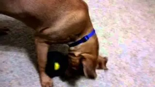 Animal noise x-tire ball and Trinity