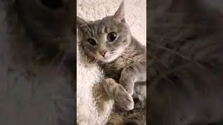 Начальник, НЕ ХОЧУ работать сегодня ведь суббота😄😄😄! shorts