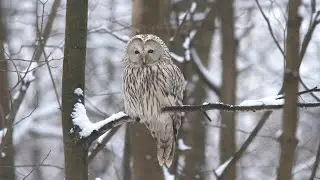Начало зимы в Лосинке