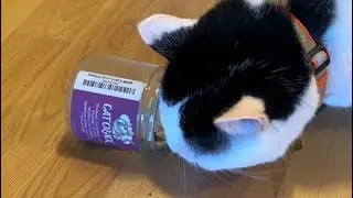 Snoop’s got a NIP addiction! (Zahra is curious)