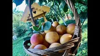 Kompot od dzanarike, sibirske šljive, Siberian plum compote Dzanarika-Kompott, sibirische Pflaume