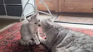 Caring dad cat takes care of kitten, washes and trains