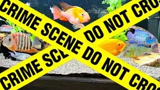 Could Keeping Fish *BECOME ILLEGAL?*