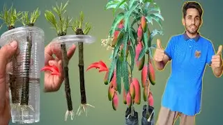Reaction video Mango growing mango tree using orange