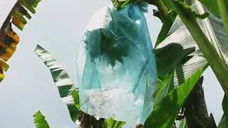 Observasi persiapan P5 kebun pisang di Burno, Senduro #profil pelajar pancasila #sekolahpenggerak