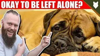 Can a BULLMASTIFF be left alone?