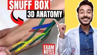 anatomical snuff box anatomy 3d | anatomy of snuff box contents | boundaries of snuff box anatomy