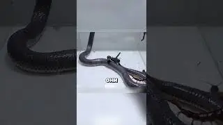 BATTLE ROYALE OF THE VENOMICOS 🦂🐍🕸 
