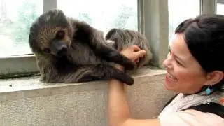 cute cute cute lazy sloth (Folivora)