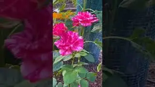 #розы