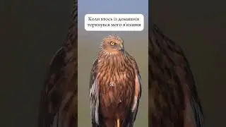Коли хтось торкнувся мого в'язання... #trikolino #memes #knittingshorts #yarncrafts #crochet