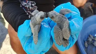 Zambales, Philippines | Sea Turtle Hatchling Release | Rama International Beach Resort