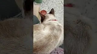 Тайский Васька решил у нас "прописаться" 😂