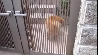 Run (прикол)
