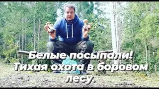 БЕЛЫЕ ПОСЫПАЛИ! ТИХАЯ ОХОТА В БОРОВОМ ЛЕСУ. ДИКАЯ КУХНЯ!