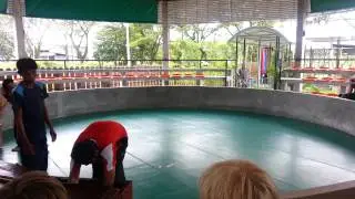 змеиный поцелуй