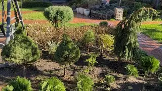 ВПЕРВЫЕ! Я РЕШИЛАСЬ! НЕОБЫЧНЫЕ ЕЛИ С НЕОБЫЧНЫМИ СТРИЖКАМИ: “FROHBURG”, “CONICA”, “WALDBRUNN!