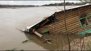 Весна на Аляске.Освобождение от льда. Половодье.Берёзовый сок.