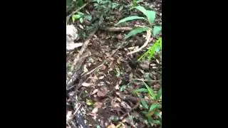 OLD HAWAIIAN GRAVE