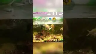 #Beautiful fishes #lovely feel good vibes!