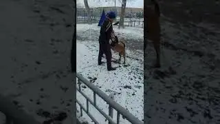 ДоСААФ
