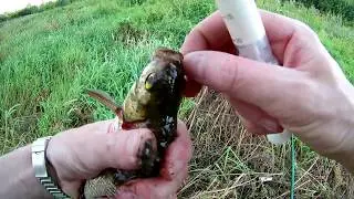 Ловля Карася на манку