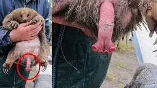 12 Genitali più strani nel regno animale