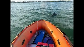 Dolphin spotting from the Saturn SD470