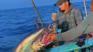 Big Shark For Longline Fishing In Indian Ocean Sea