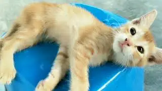 This Adorable Kitten Is Too Cute For Words.