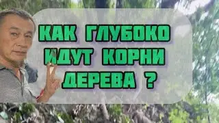Где конец у корня? #растение #gorshkoff #корень #пещера #спелеология #донсак #тайланд