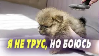 Spitz puppies are 45 days old. Puppies' reaction to scratching. The songstress was surprised