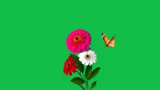 butterfly green screen flying | flower green screen video | green screen flower