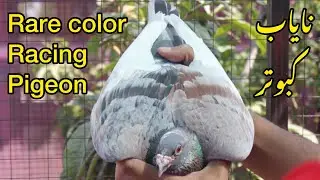 Rare Color Racing Pigeons 2023 | Racer Kabootar | Kalapati
