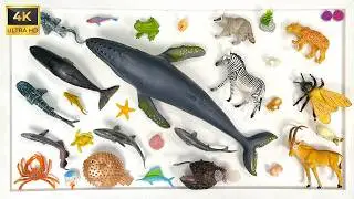 Humpback Whale, Whale Shark, Great White Shark and Mako Shark 🌊 Giant Ocean Adventure for Kids