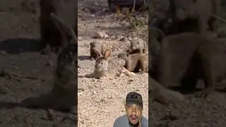 Mongooses tear a baby hare apart! 🥺 #shorts #animals