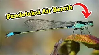 Serangga Lucu Yang Mungkin Belum Pernah Kita Lihat