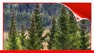12 Easy-To-Grow Types Of Fir Trees 🛋️