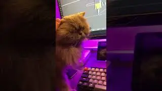 #cat #trade #persian_cat #ترید #بیتکوین