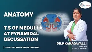T S Of Medulla At Pyramidal decussation