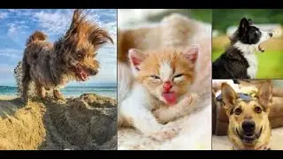 Very funny animals 2023