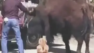 The only car