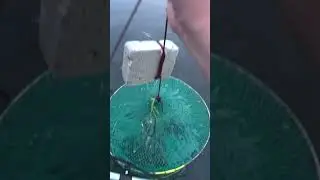 Креветка или чилим? 