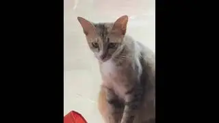 Cute Little Meow