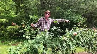 Pegging Roses Into Each Other