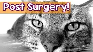Cat Music! Music to Relax Your Cat After Surgery! The Best Post Surgery Music and Lullabies For Cat!