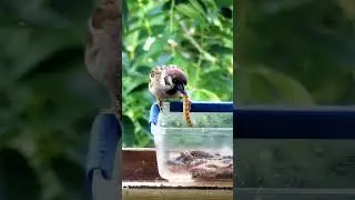 Зофобас и воробей  