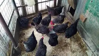 Выгул для кур-несушек.