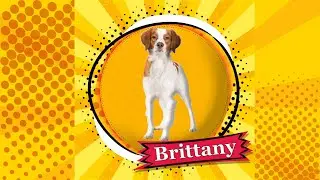 An Introduction To The Brittany Dog